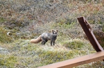 Arctic Fox