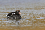 Kelp Goose (female) swimming, Carcass Island, Falklands