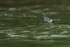 Mangrove Swallow flying low over river, Costa Rica