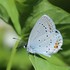 Short-tailed Blue (Everes argiades) M