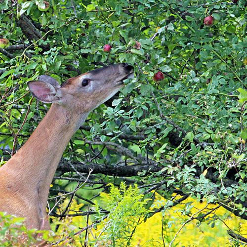 A large white-tailed doe is captured poaching apples off a tree.