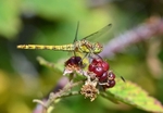 Ruddy Darter