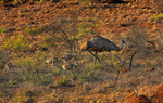 Male Emu and Chics-0806