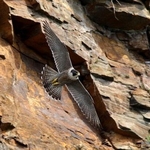Peregrine (Falco peregrinus) F