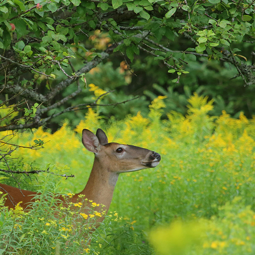 A White-tailed deer scouts out the latest offerings from an old apple tree.