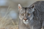 Female Puma Escacha (Frost) portrait, Torres del Paine, Chile