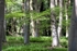 Spring Sunshine on Tree Trunks