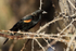 Red-winged Blackbird (male), Bosque del Apache, New Mexico