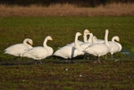 Whooper Swans