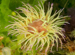 Anemonia viridis