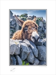 2021-442C Curious Donkey