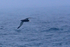 Unidentified Albatross skimming the waves in the mist