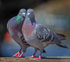 Love Birds