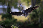 Great Blue Heron landing, Venice Rookery, Florida