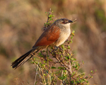 White-browed Coucal portfolio