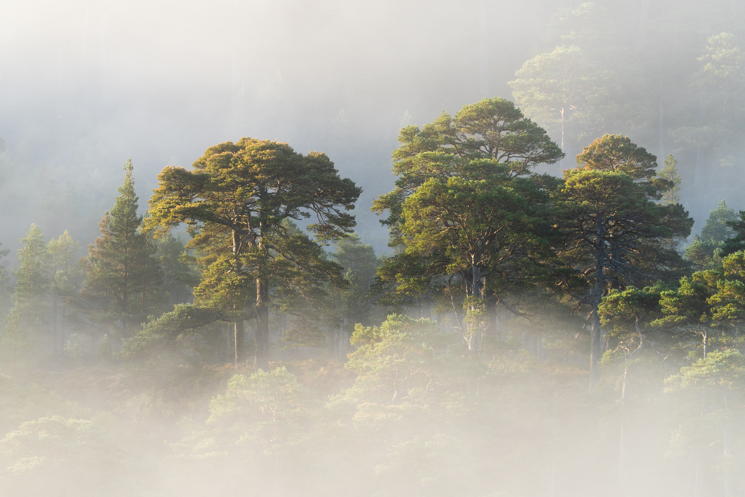 Mist and pines IV