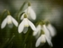 Churchyard Snowdrops