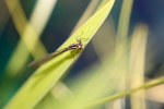 Insects _ AN 008
