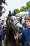 180523-Race 5-Great State-0680