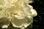Flowers Set 03 - 06