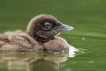 Common Loon chick close view, Minnesota