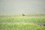 Great Bustard