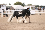 Class 404 - IH Traditional - Native Cob portfolio