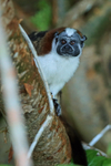 Geoffroy's Tamarin, Chagres River, Panama