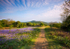 Midsummer Bluebells (L)