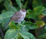 Blackcap