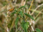 Essex Skipper