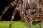 Spiders Eyes