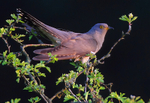 Male Cuckoo