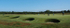 The 12th Green last group