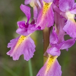 Hybrid Orchis - Orchis x colemanii ( Orchis mascula x O. pauciflora) This is a natural hybrid between  Early purple orchid (O. mascula) and few flowered orchid (O. pauciflora). 
