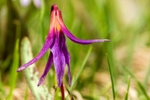 Dogs Tooth Violet - Erythronium dens-canis
