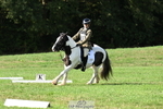Dressage 9.30 - 10.30am portfolio