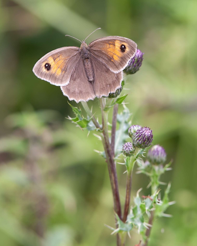 Meadow Brown - Dee Estuary