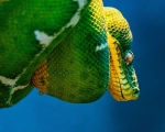 Emerald Tree Boa