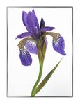 Siberian Iris