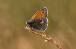 Small Heath