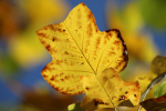 Frenchay Leafs  _89