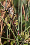 Savannah Sparrow portfolio