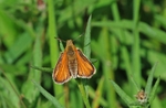 Large Skipper