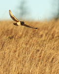 Short-eared Owl late afternoon, Hawling, Gloucestershire
