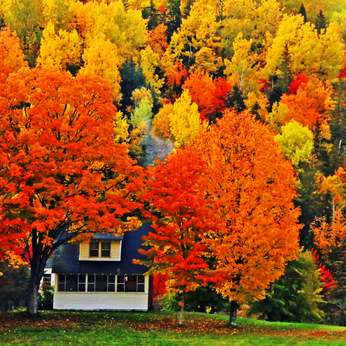 Rural farmhouse draped in autumn hues