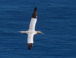 Gannet