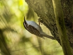 Treecreepers portfolio
