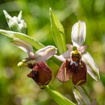 Small-patterned ophrys (Ophrys fuciflora ssp parvimaculata)