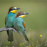 Print - Silver - Charlie Kidd - Pair of Bee-Eaters